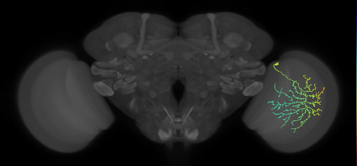 Cm21_R (MaleCNS:28542)