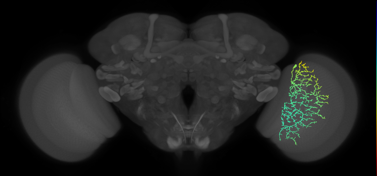 Cm21_R (MaleCNS:23821)