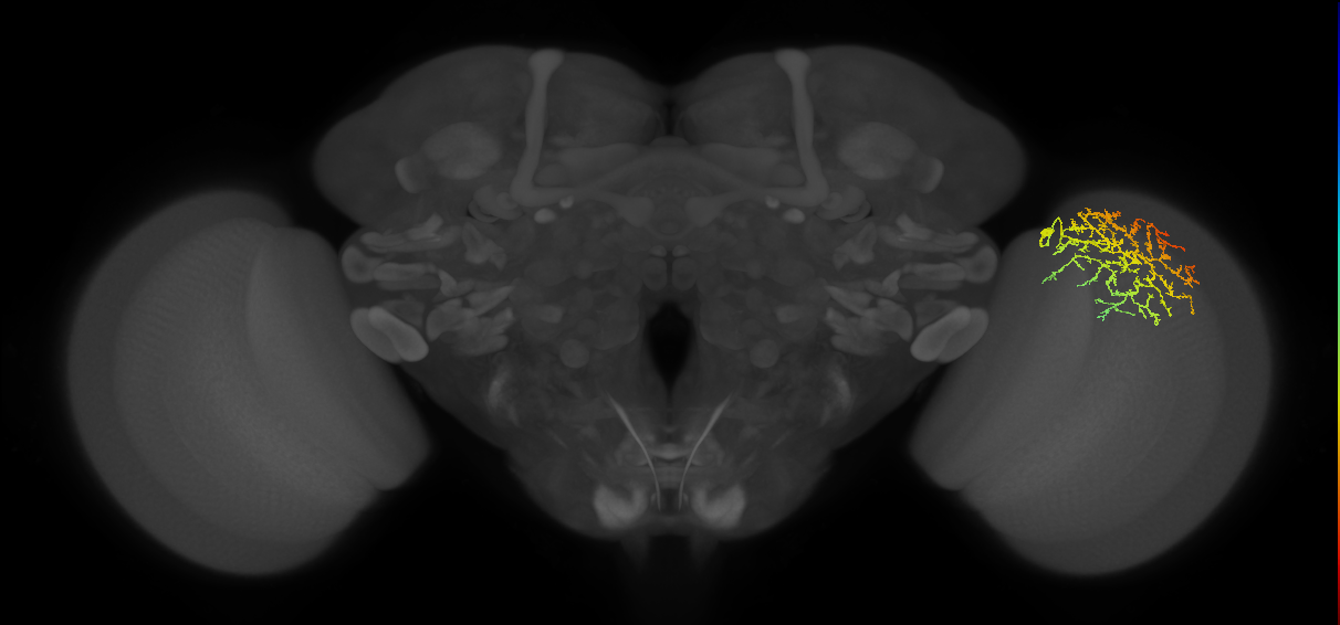 Cm21_R (MaleCNS:36833)