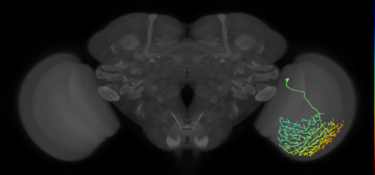 Cm21_R (MaleCNS:18614)