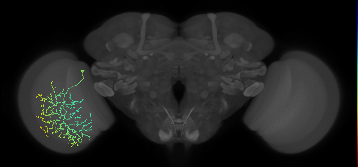 Cm21_L (MaleCNS:15923)