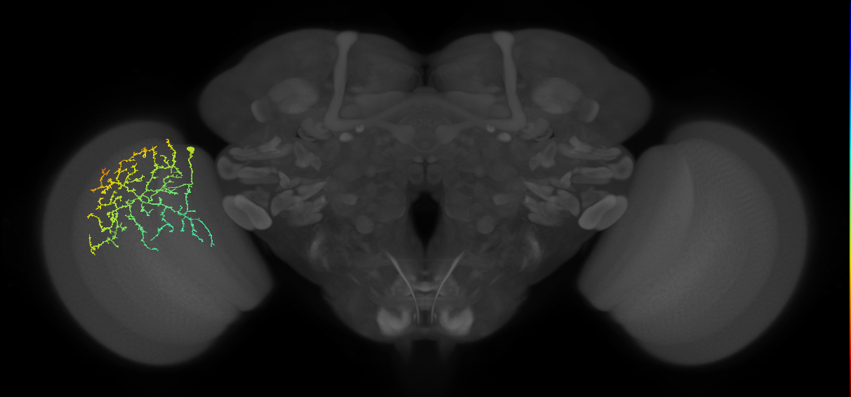 Cm21_L (MaleCNS:32649)