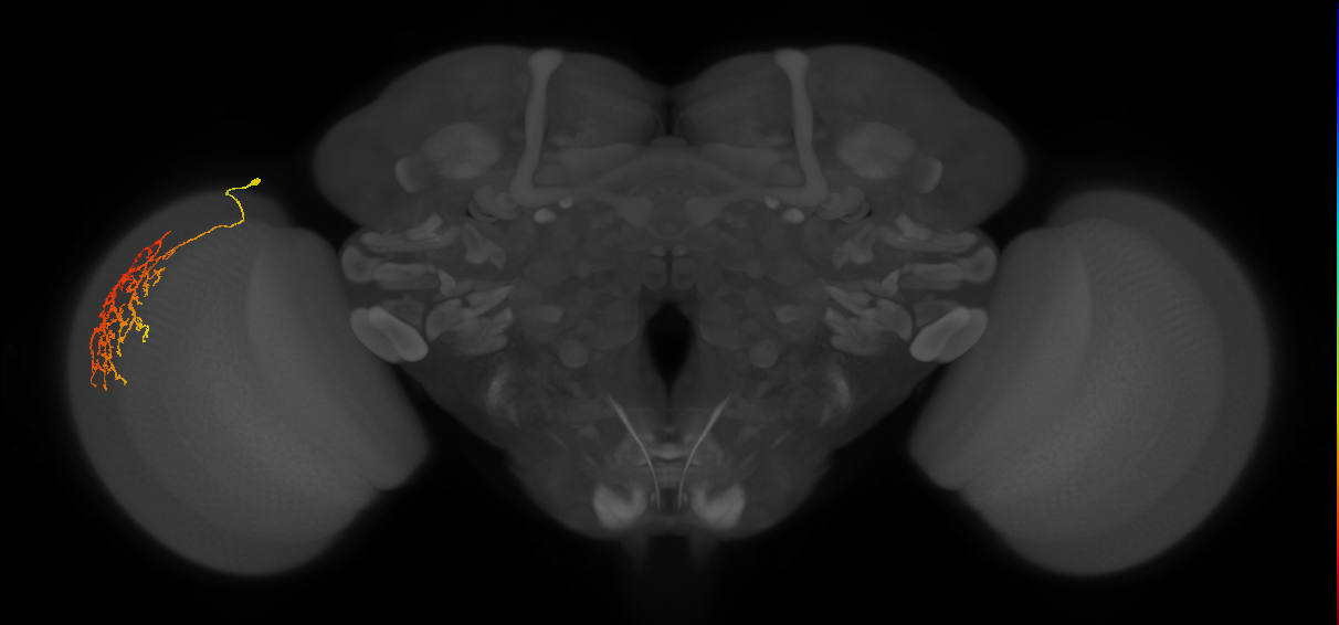 Cm22_L (MaleCNS:43067)