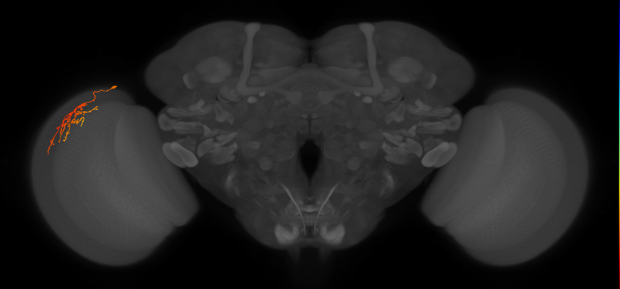 Cm22_L (MaleCNS:73524)