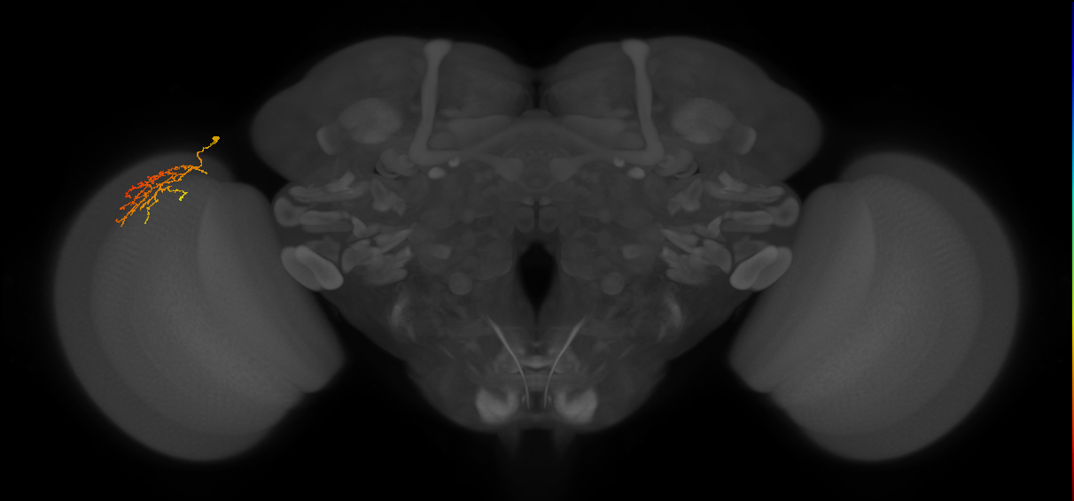 Cm22_L (MaleCNS:154903)