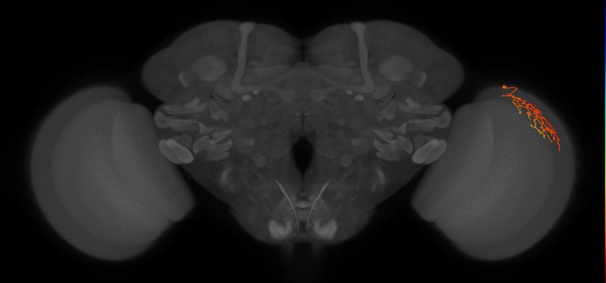 Cm22_R (MaleCNS:73150)