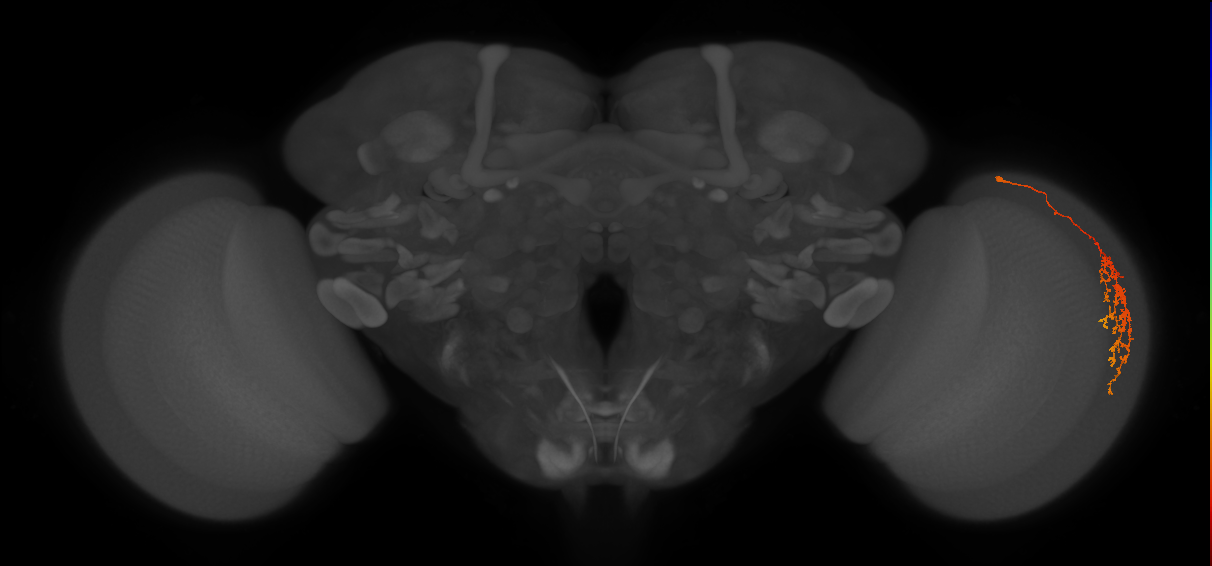 Cm22_R (MaleCNS:54092)