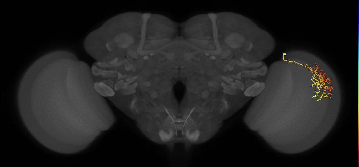 Cm22_R (MaleCNS:48260)
