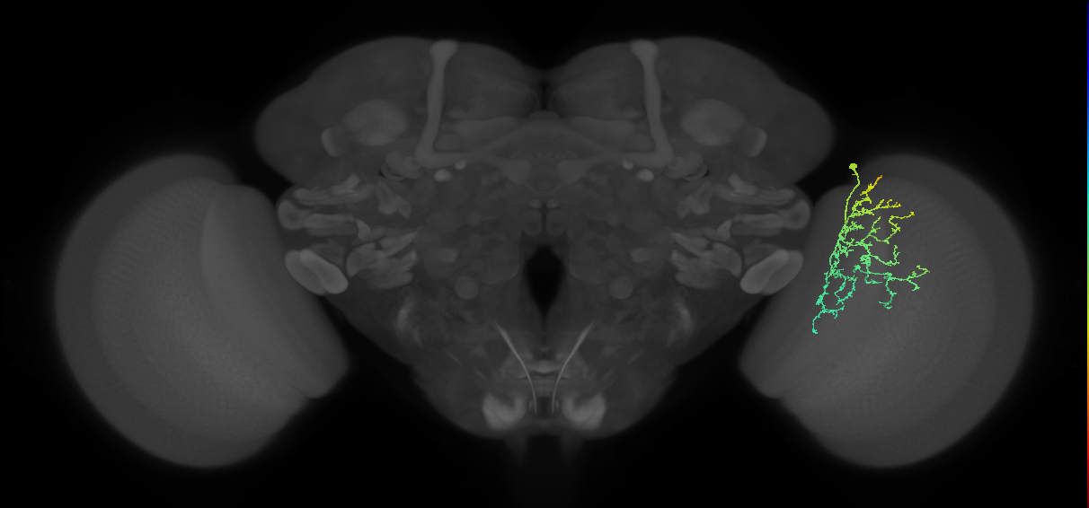 Cm22_R (MaleCNS:49238)