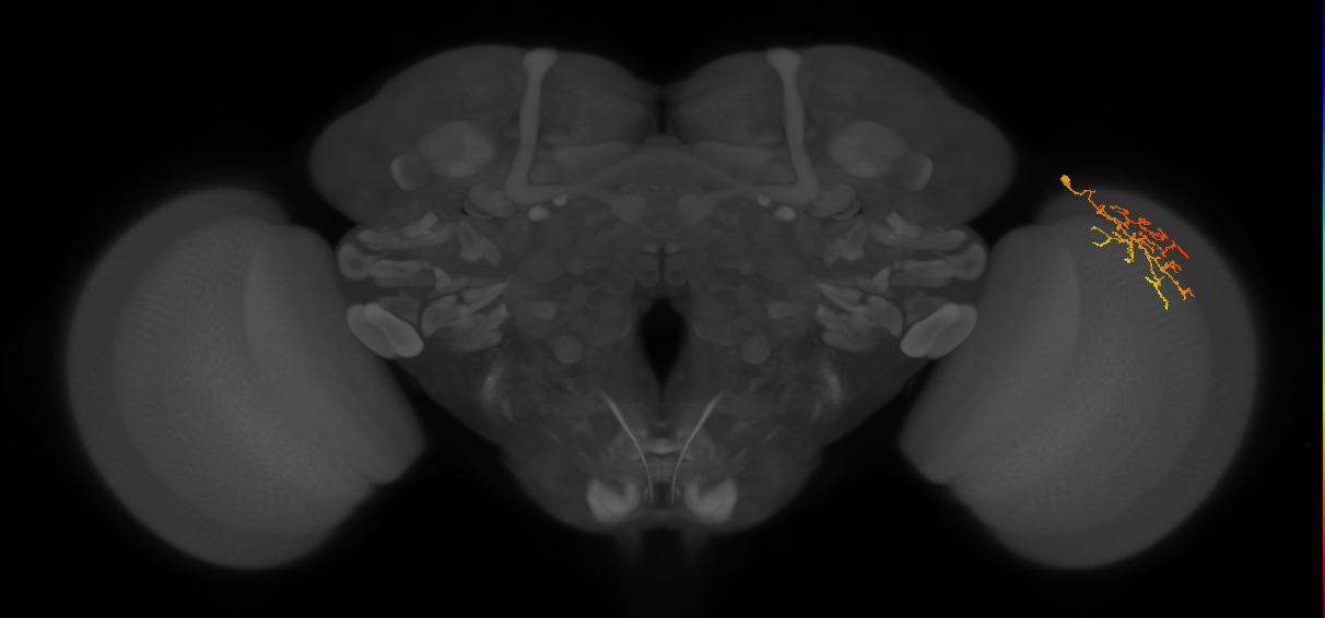 Cm22_R (MaleCNS:84696)