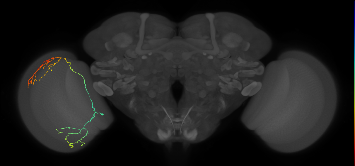 Cm23_L (MaleCNS:33004)