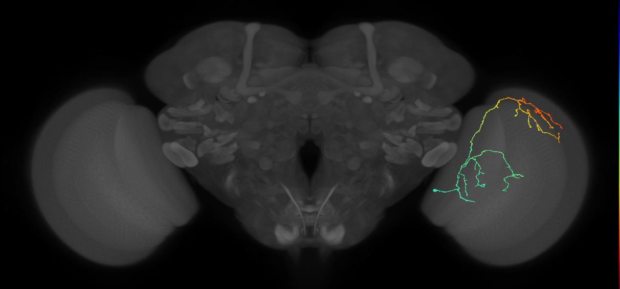 Cm23_R (MaleCNS:41885)