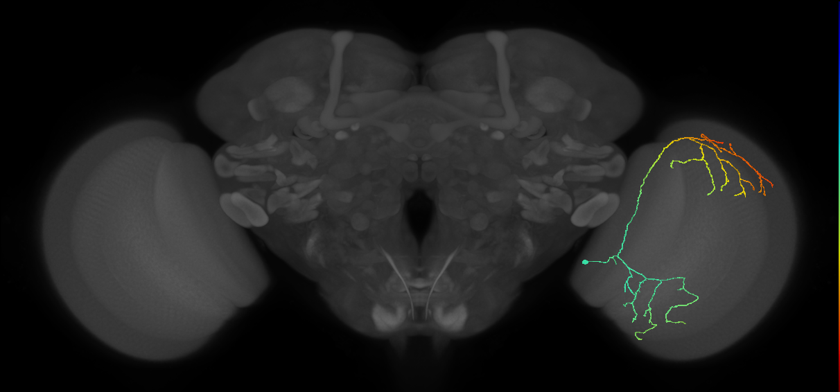 Cm23_R (MaleCNS:31600)