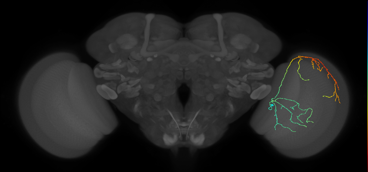 Cm23_R (MaleCNS:29104)