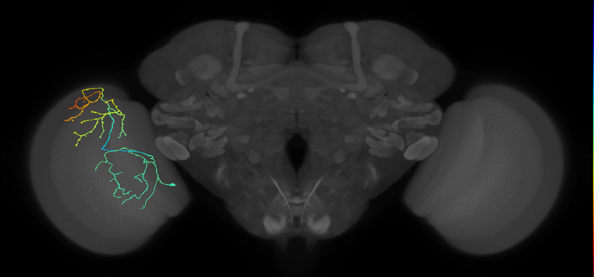 Cm23_L (MaleCNS:513986)