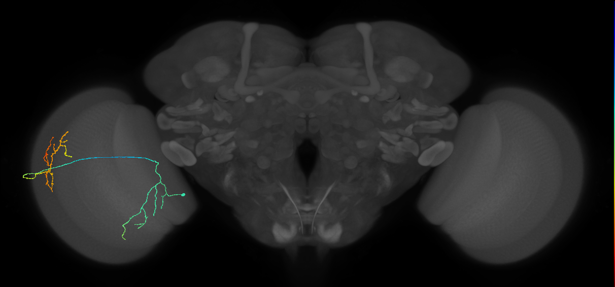 Cm23_L (MaleCNS:84889)