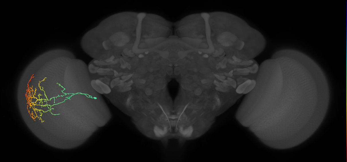 Cm24_L (MaleCNS:517241)