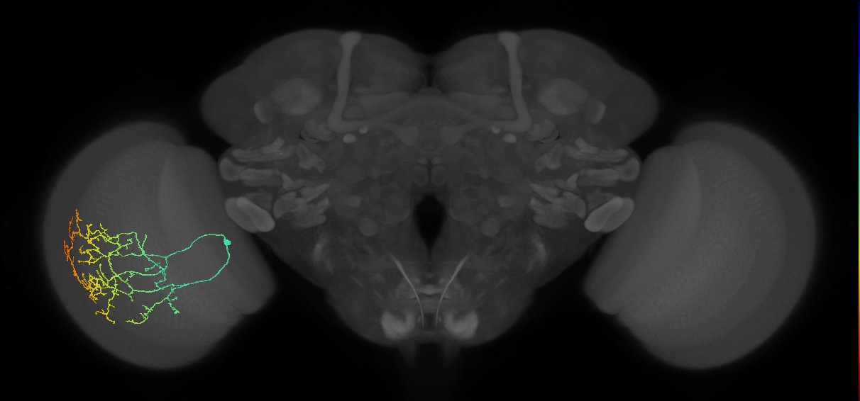 Cm24_L (MaleCNS:48970)