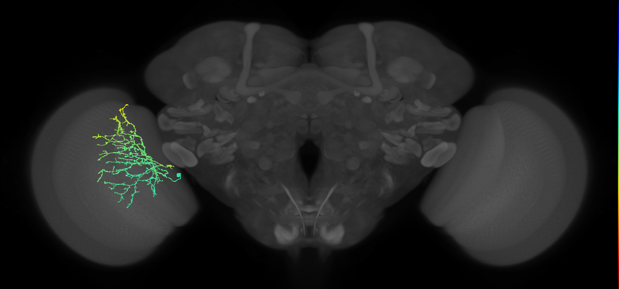 Cm24_L (MaleCNS:15388)