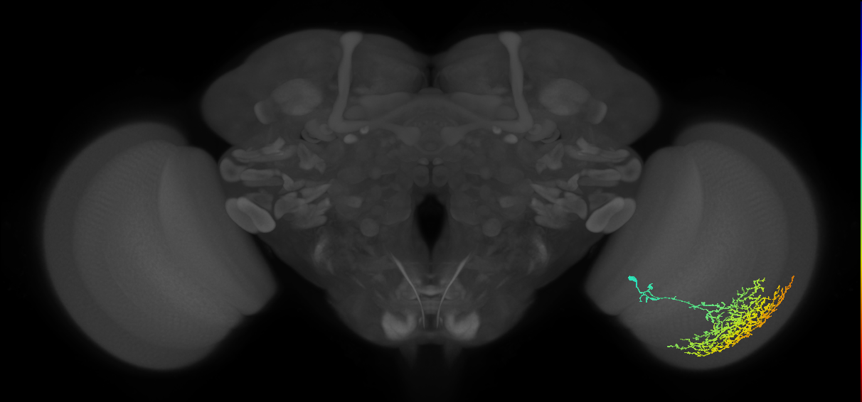 Cm26_R (MaleCNS:26296)