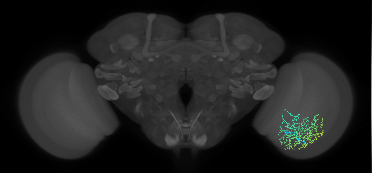 Cm26_R (MaleCNS:29917)