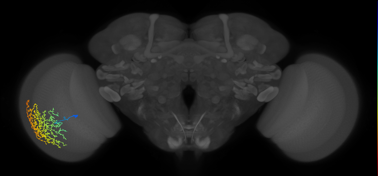 Cm26_L (MaleCNS:515356)