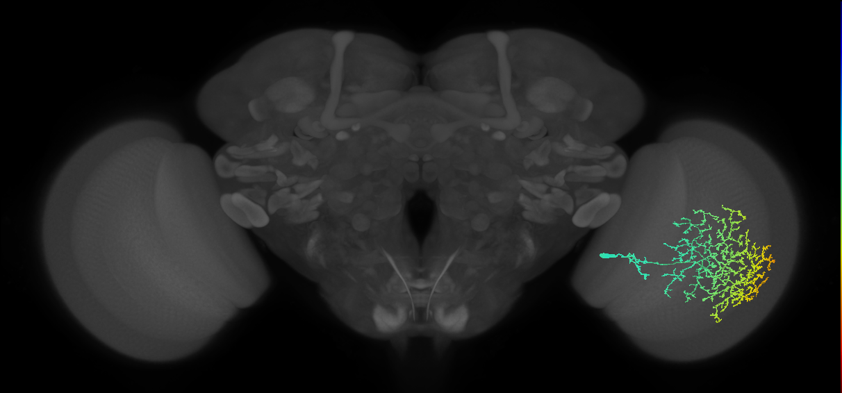 Cm26_R (MaleCNS:23338)