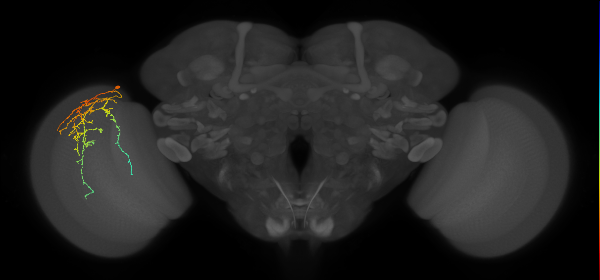 Cm27_L (MaleCNS:38207)