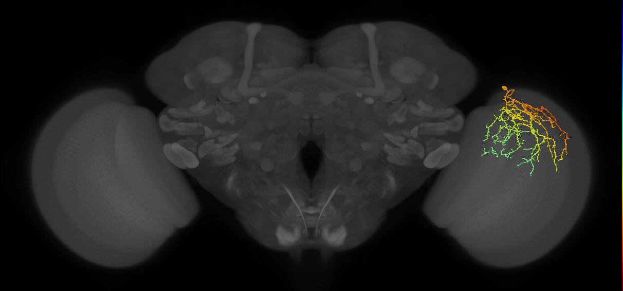 Cm27_R (MaleCNS:31395)