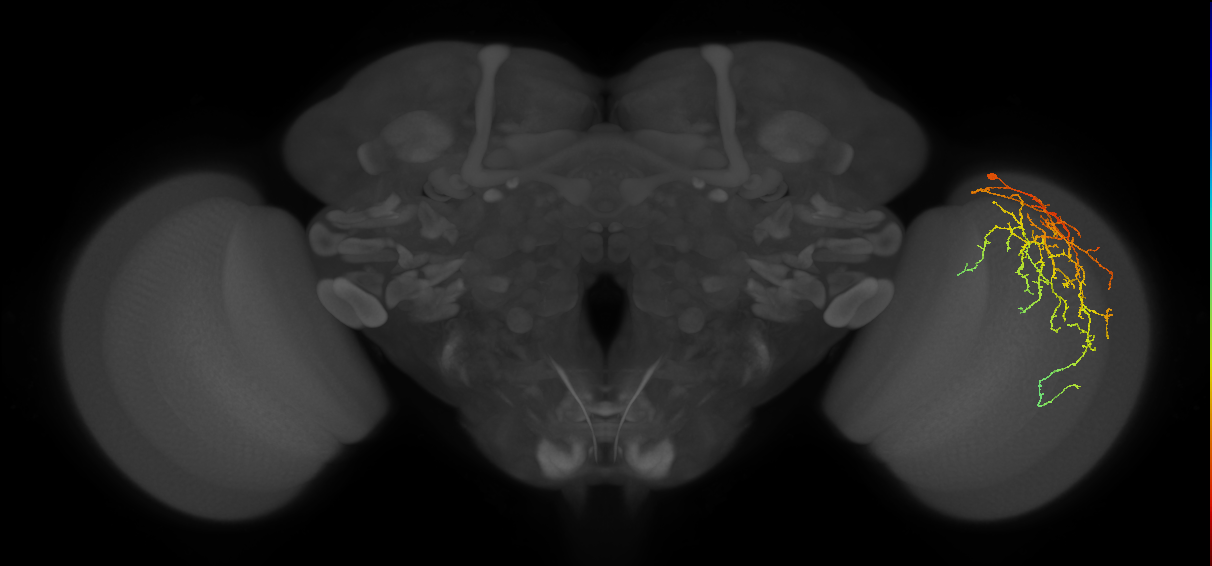 Cm27_R (MaleCNS:32044)