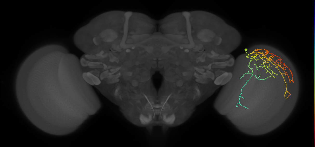 Cm28_R (MaleCNS:22805)