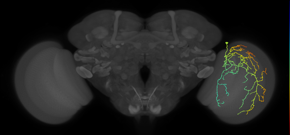 Cm28_R (MaleCNS:20091)