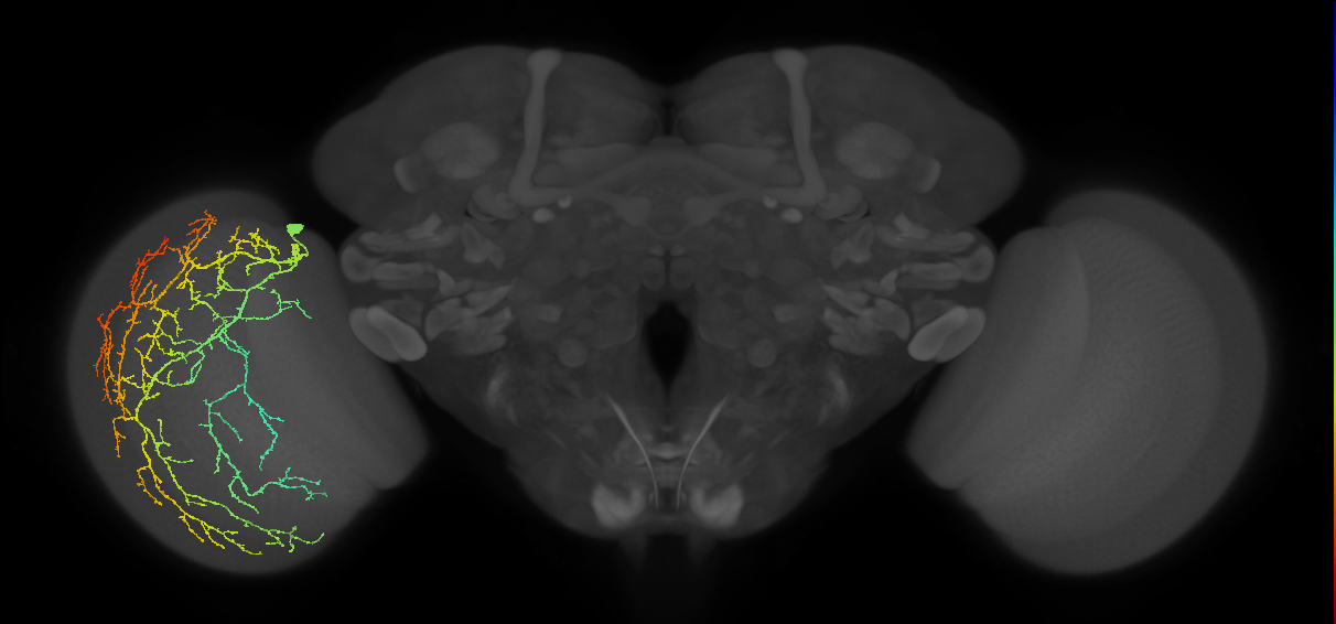 Cm28_L (MaleCNS:42928)