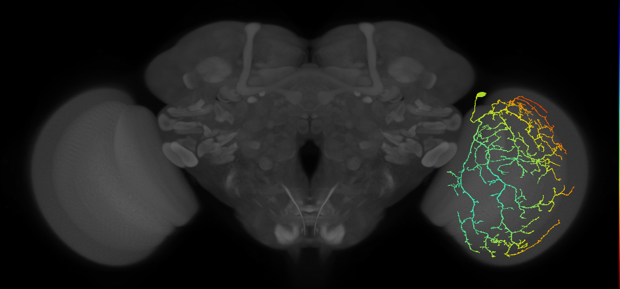Cm28_R (MaleCNS:15025)