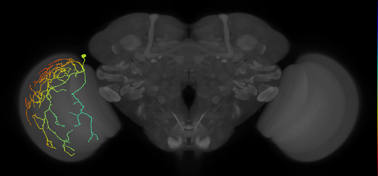 Cm28_L (MaleCNS:525702)