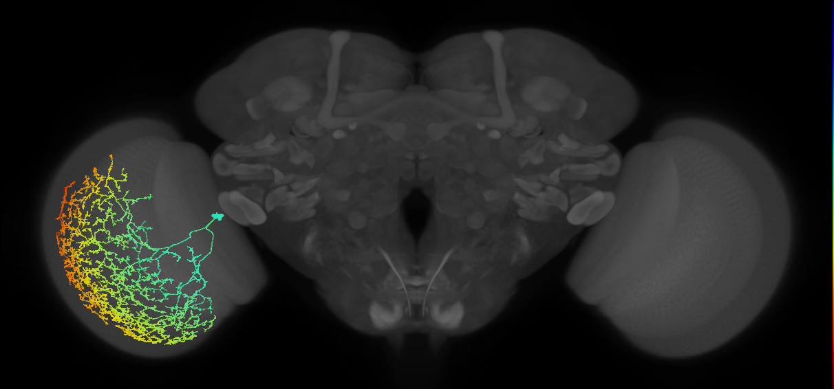 Cm29_L (MaleCNS:16605)