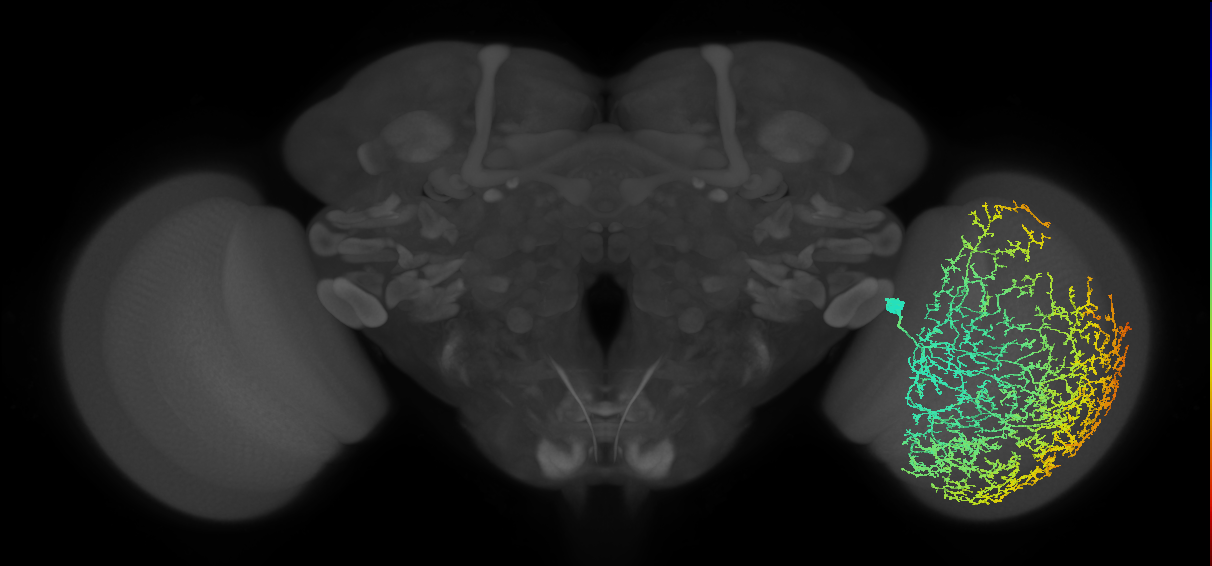 Cm29_R (MaleCNS:13447)