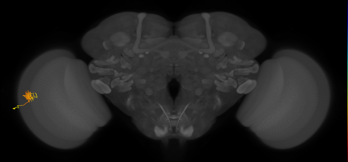 Cm3_L (MaleCNS:74298)
