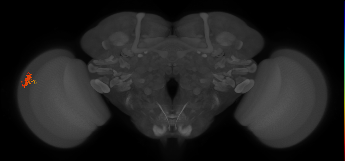 Cm3_L (MaleCNS:51008)
