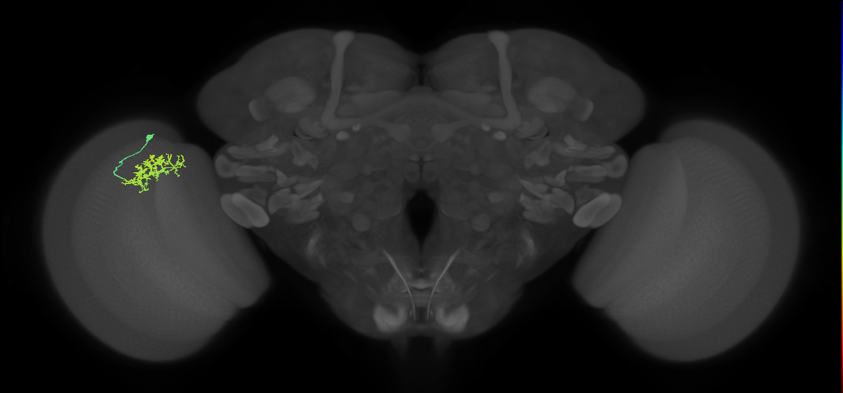 Cm3_L (MaleCNS:86042)