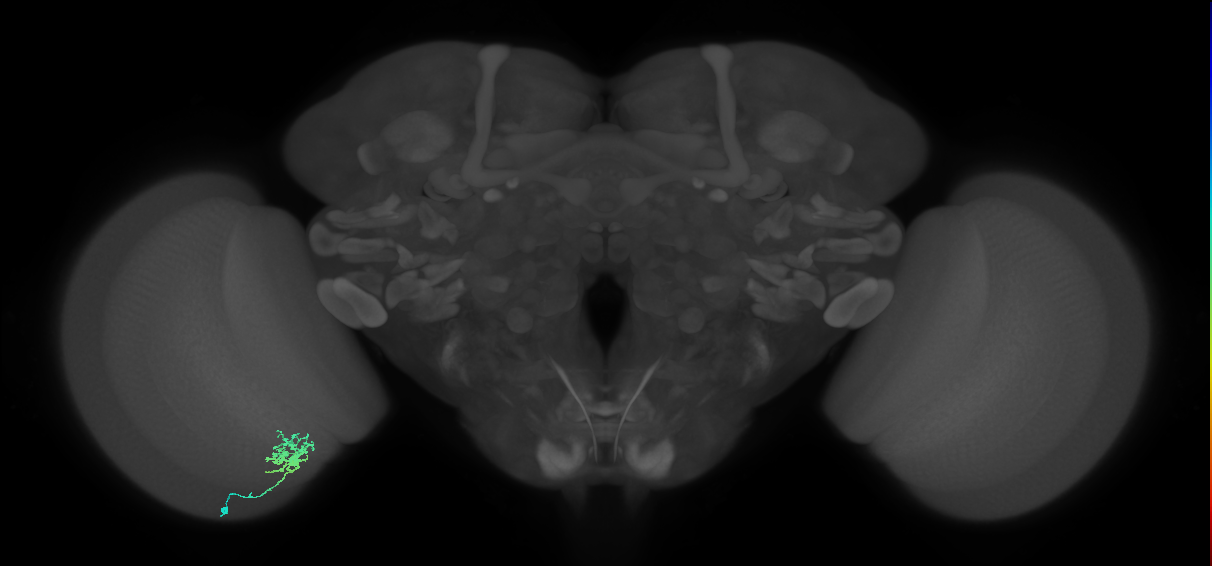 Cm3_L (MaleCNS:542147)