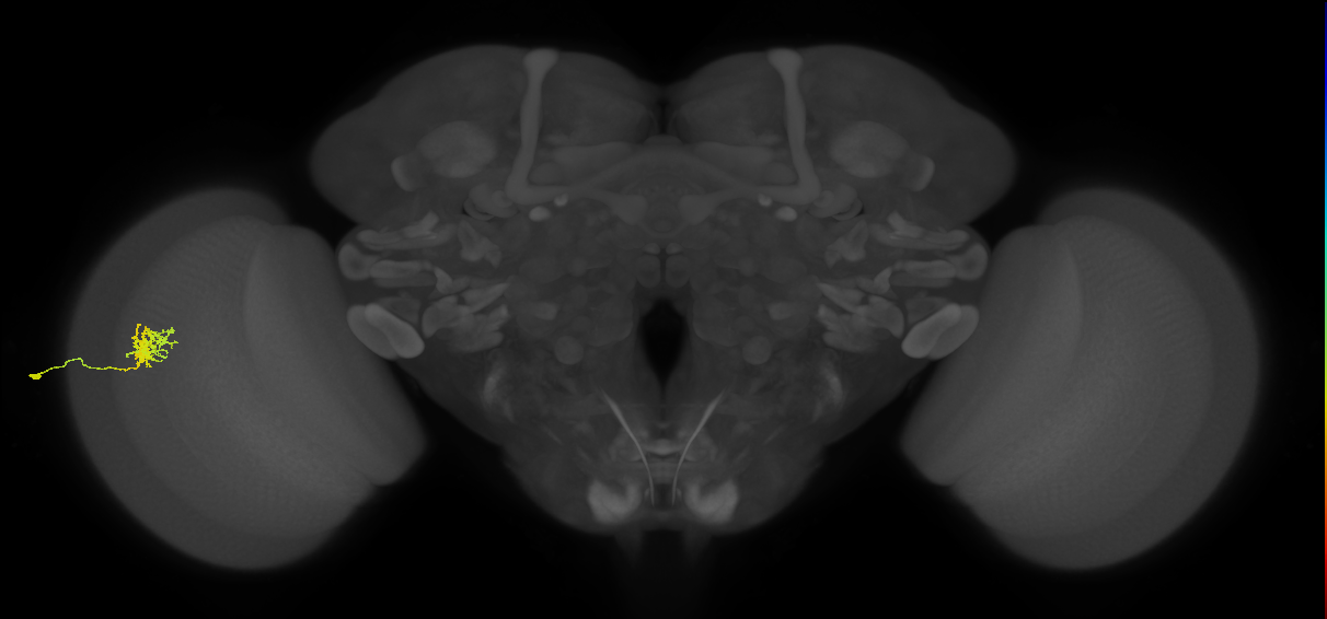 Cm3_L (MaleCNS:73479)
