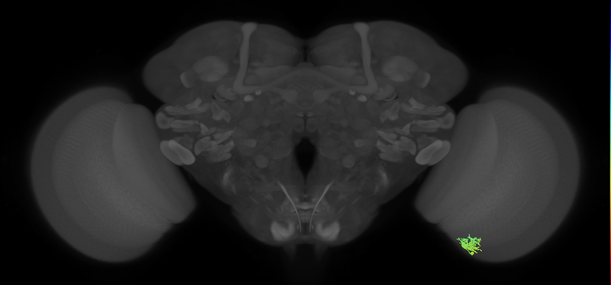 Cm3_R (MaleCNS:90375)