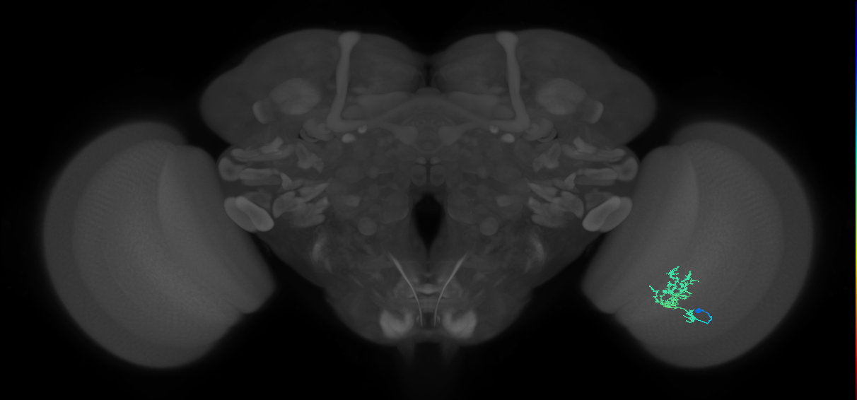 Cm3_R (MaleCNS:70613)