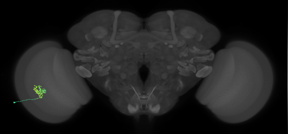 Cm3_L (MaleCNS:513676)
