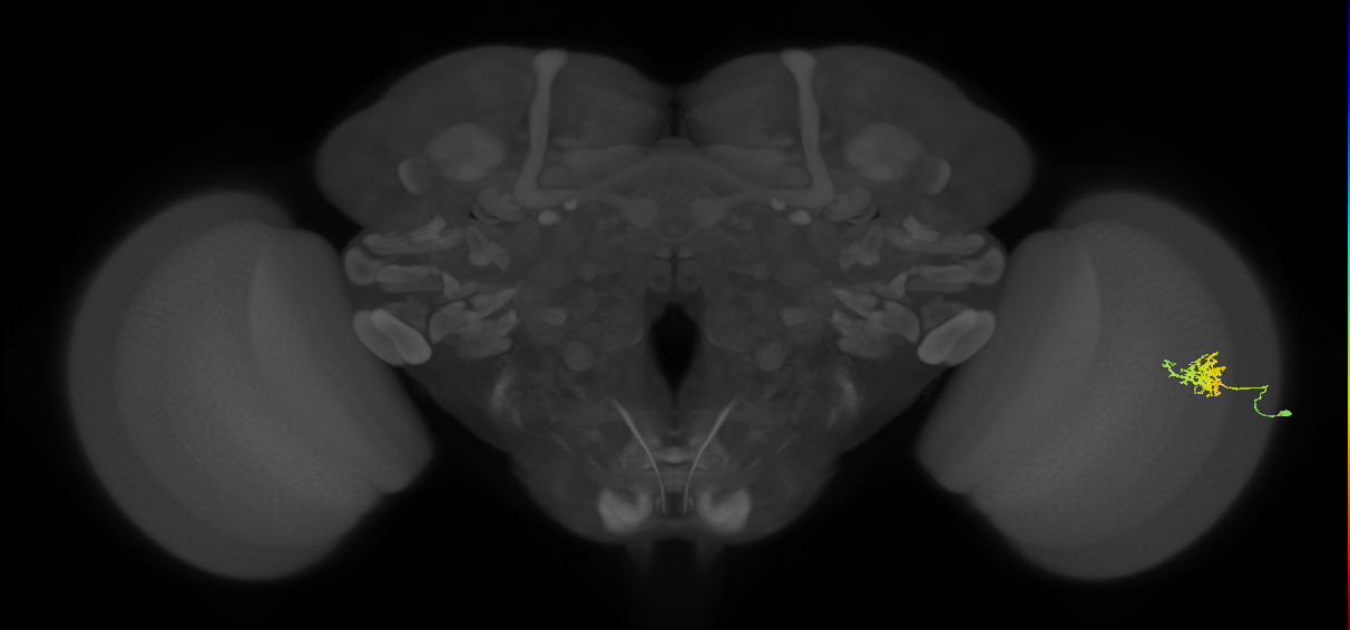 Cm3_R (MaleCNS:76078)