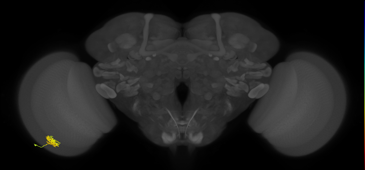Cm3_L (MaleCNS:76818)