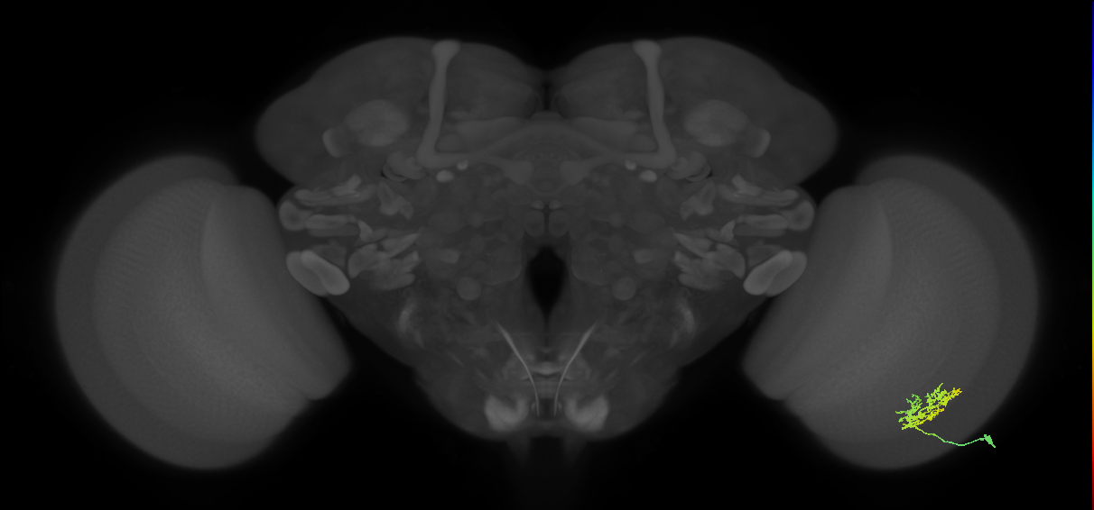 Cm3_R (MaleCNS:65183)