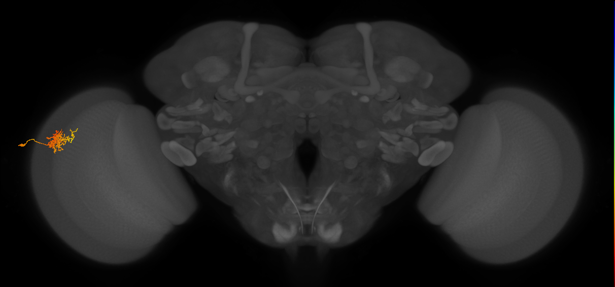 Cm3_L (MaleCNS:60570)