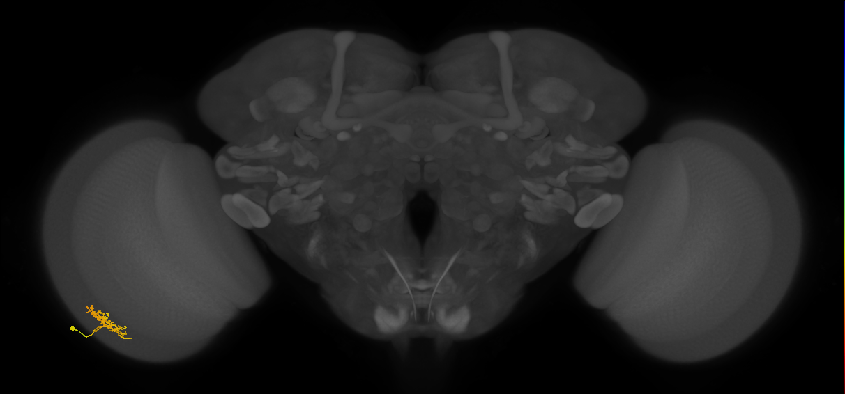 Cm3_L (MaleCNS:174722)